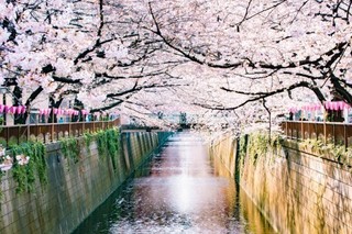 目黒川の桜.jpg